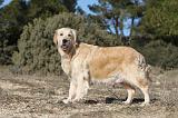 GOLDEN RETRIEVER 585